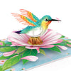 Kolibri Pop-Up