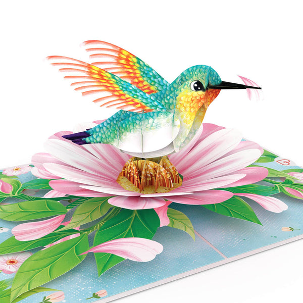 Kolibri Pop-Up