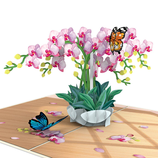Orchidee Pop-Up