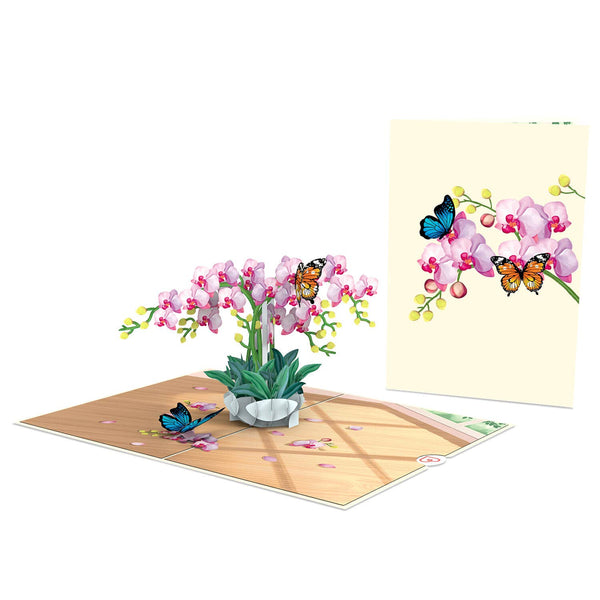 Orchidee Pop-Up